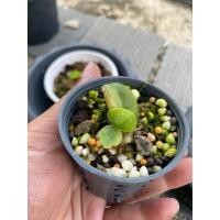 ราคา กวักมรกตแคระด่าง ใบน้อย (43350737804)