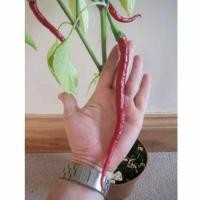 ราคา เมล็ดพันธุ์พริกยาวโจลอง (8602271028)