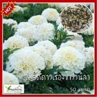 ราคา 50 เมล็ด ดาวเรืองสีขาววนิลา White African Marigold ดาวเรือง เมล็ดดาวเรืองสีขาว (6156821892)
