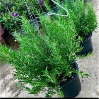 ราคา ต้นพันธุ์โรสแมรี่ สมุนไพรโรสแมรี่ Rosemary สมุนไพรฝรั่ง ในกระถาง8นิ้ว (22082676393)