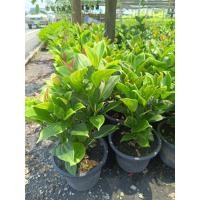 ราคา ต้นไข่มุกอันดามัน กระถาง 10 นิ้ว ใบสวย โตไว (27513471180)