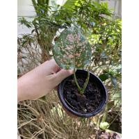 ราคา ต้นอัญมณี อโกลนีมา ไม้มงคล ระบบรากแข็งแรง ในกระถางตามภาพ อัญมณีแดง อัญมณีขาว อัญมณีชมพู (14768347847)