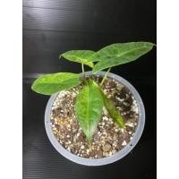 ราคา พญาจงอางด่าง จงอางด่างเหลือง alocasia longiloba var. (21153681720)