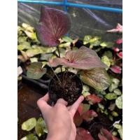 ราคา ลูกไม้บอนสีลายสวยลูกจอมทัพ (20109227810)