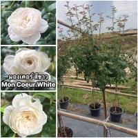 ราคา กุหลาบ-ทรีโรสมองเคอร์ สีขาว​ Tree Rose Mon Coeur White สีขาว ไร้หนาม-หนามน้อย ทรงถ้วย ดอกดก ปลูกง่าย (41206251159)