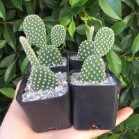 ราคา หูกระต่าย(ส่งทั้งกระถาง) #แคคตัสหูกระต่าย (4890770726)