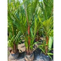 ราคา ต้นหมากแดง “หมากแดง” Lipstick Palm ไม้ประดับ ไม้ฟอกอาศ ( สูง 2 เมตร ) กอใหญ่ ทนทาน ฟอร์มสวยๆ พร้อมปลูก (49405628869)