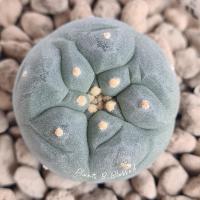 ราคา LF11 Lophophora Fricii โลโฟโฟรา ฟริซิไอ(ไม้เมล็ด) หัวกลม หน้าสวย ผิวสีเขียวอมเทาสวย (13275993917)