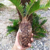 ราคา ต้นปรงญี่ปุ่น ปรงญี่ปุ่นแคระ Cycas revoluta Thunb ขนาดจิ๋ว 20-30 เซนติเมตร (11514876972)