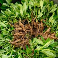 ราคา ต้นโสมไทย (โสมคน) 3ต้น (28830940020)