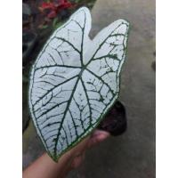 ราคา บอนสีชื่ออิเหนาส่งทั้งกระถาง (14347388760)