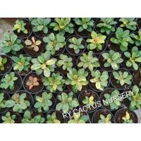 ราคา มะพร้าวทะเลทราย ด่าง ลายสวย (25400669359)