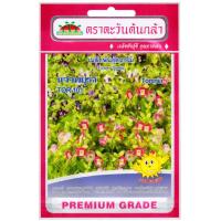 ราคา เมล็ดแววมยุรา TOR-101 (26403781110)