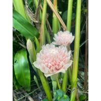 ราคา ดอกดาหลาสด หน่อดาหลา (25177448107)