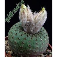 ราคา M5788 Frailea ampliata PR 533 (10 เมล็ด) เมล็ดพันธุ์ กระบองเพชร แคคตัส เฟเรีย เพาะเมล็ด แคคตัส ไม้อวบน้ำ Frailea CACTUS (9774186873)