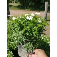 ราคา ต้นพุดศุภโชค (ชุด2ต้น) (43925169295)