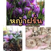 ราคา มีของพร้อมส่ง Saffron Crocus หญ้าฝรั่น (23776254859)