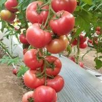 ราคา มะเขือเทศสีดาถูกที่สุด10 บ.เมล็ดพันธุ์มะเขือเทศสีดา 20 เมล็ดปลูกง่ายขึ้นไว☘️มะเขือเทศส้มตำ (9110224862)