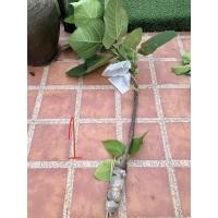 ราคา มะเดื่อฝรั่ง Iraqi (กิ่งตอน) (5348789328)