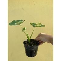ราคา บอนนาญี่ปุ่น Colocasia esculenta yellow splash (12951564542)