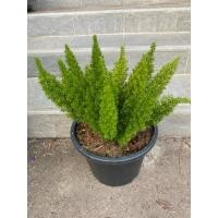 ราคา ต้นปริกหางกระรอก ไม้ประดับพุ่ม ลักษณะใบฟูคล้าย หางกระรอก (46753190016)