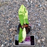 ราคา (ต้นตามรูป) เงินไหลมาด่างเหลือง Syngonium Aurea Variegated (23751897814)