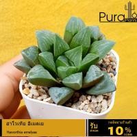 ราคา ต้นไม้อวบน้ำ ฮาโวเทีย อีเมลเย Haworthia emelyae. #ไม้อวบน้ำ #succulent #Haworthia (7435193779)