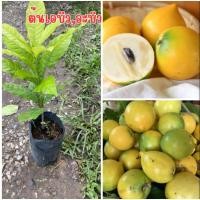 ราคา ต้นเอบิว,ต้นอะบิว ใต้หวัน ลูกใหญ่รสหวานหอมอร่อย (40355495356)