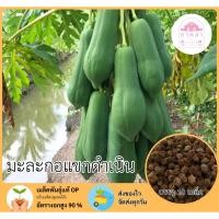 ราคา มะละกอแขกดำเนิน 10 เมล็ด (44019294949)