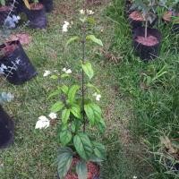 ราคา มังกรคาบแก้ว ดอกสีขาว (4288712443)