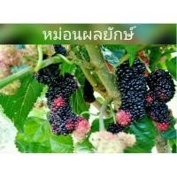 ราคา หม่อนผลยักษ์ ต้นมัลเบอรี่ผลยักษ์ ขายเป็นกิ่งสดสำหรับชำ (12 กิ่ง) ตัดสดตามออเดอร์ (10548411878)