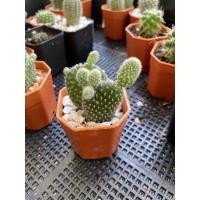 ราคา หูกระต่ายขาว/มิ้กกี้เมาส์ กระบองเพชร แคคตัส (8174499057)