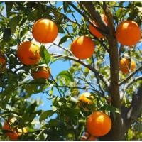 ราคา ต้นส้ม ส้มคารา คาร่า นาเวล Cara Cara Navel orange ต้นเสียบยอด สูง 40-100 ซ.ม. (27184800603)