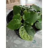 ราคา พอต มะพร้าวทะเลทรายใบด่าง มะพร้าวทะเลทรายใบกลม (15021012688)