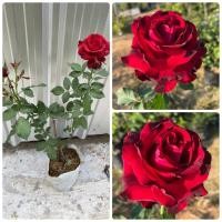 ราคา กุหลาบแดง ( Red Baccara )ดอกใหญ่ ไร้หนาม (17601479975)