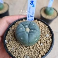 ราคา LF3s-Lophophora Fricii โลโฟโฟรา ฟริซิไอ(ไม้เมล็ด) โลโฟทรงแป้น หน้าสวย ผิวสวย ลุ้นเต้าถี่ (14822312667)