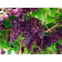 ราคา กิ่งพันธุ์องุ่น แบคโอปอ สีม่วงเข้มไร้เมล็ด ปลูกง่าย ลูกดก โตเร็ว บำรุงดี 1 ปีออกลูก (3752507904)