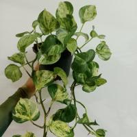 ราคา พลูแอปเปิ้ล Epipremnum Mujula ต้นไม้ฟอกอากาศ พลูด่าง (44163686150)