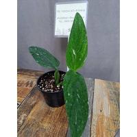 ราคา พูลปีกนกด่างขาว ชำนานจนเป็นยอดใหม่แล้วครับ (21529236035)