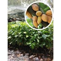 ราคา ต้นโกโก้พันธุ์ชุมพร1 พร้อมส่งค่ะ (7288800303)