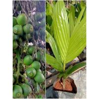 ราคา ต้นหมากพันธุ์เตี้ย/หมากกินผลติดผลดกต้นเตี้ย (8010850979)