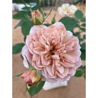 ราคา กุหลาบอาโอริถุงละ 200 บาท ส่งยกต้นพร้อมดอก (23327019827)