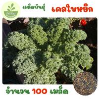 ราคา เมล็ดพันธุ์เคลใบหยิก จำนวน 100 เมล็ด (44277442313)