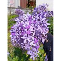 ราคา พวงครามออสเตรเลียสีม่วงครามต้นกล้าชุด3ต้น (27493567949)