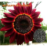 ราคา ทานตะวัน สีแดง - RED SUNFLOWER เมล็ดพันธุ์ ทานตะวัน 10 เมล็ด (5960609670)