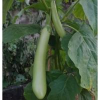 ราคา เมล็ดพันธุ์มะเขือยาวสีเขียว 19 บาท บรรจุ 30 เมล็ด (54103053794)