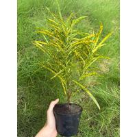 ราคา โกสนแซ่ม้า กระถาง4นิ้ว (ขั้นต่ำ 5ต้น) (41005033108)