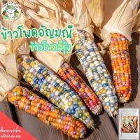 ราคา เมล็ดพันธุ์ ข้าวโพดพลอย ข้าวโพดอัญมณี 20 เมล็ด GlassGem CornSeed เมล็ดพันธุ์แท้ นำเข้าจากต่างประเทศ ผักสวนครัว ราคาถูก (9541308048)