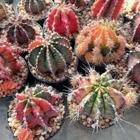 ราคา ยิมโนเขียวด่าง แม่พันธุ์ ต้นใหญ่พร้อมให้ดอก ต้นกระบองเพชร ต้นแคคตัส (แคคตัส กระบองเพชร) (15410271323)