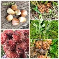 ราคา กระทือกินผลหายากมาก1หัวพันธุ์สมุนไพรโบราณหายาก (18985754784)